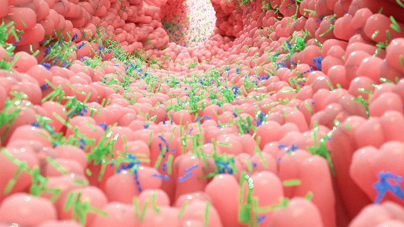 Canva Microbiota in human intestine